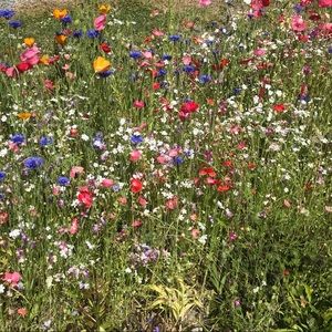 Meet your Posher, Fiona